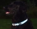 Red Dingo Reflective Dog Collar in Turquoise with light reflective zig zag design