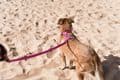 Red Dingo Dog Harness Classic hot pink