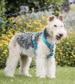 Red Dingo Dog Harness Classic Red