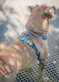Red Dingo Dog Harness Classic Red