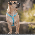 Red Dingo Dog Harness Classic Red