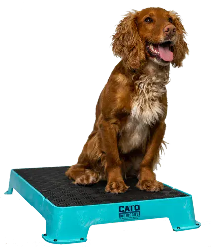 Cato Board Dog Training Platform
