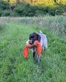 Firedog 3-part adjustable dummy with fur   at Gundog Gear