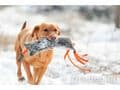 Firedog 1.8kg Wild Dummy  - Large Pheasant at Gundog Gear