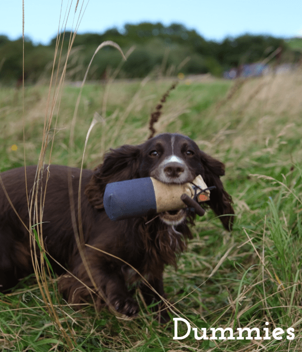 Cocker Spaniel in field holding training dummy