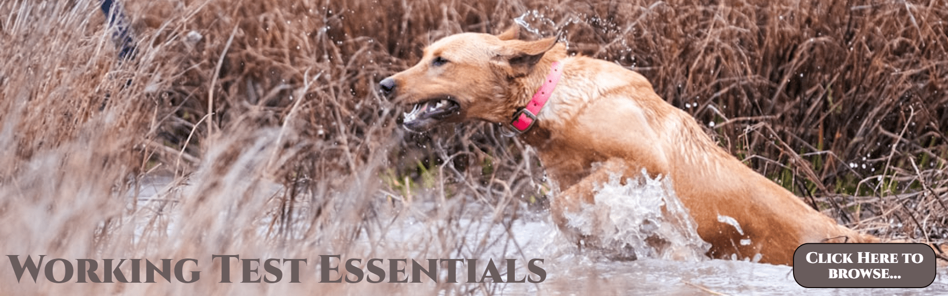 yellow Labrador retreiver jumping through water and cover