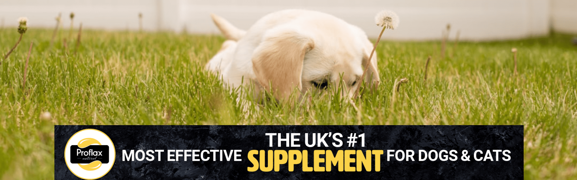 puppy labrador on grass proflax oils