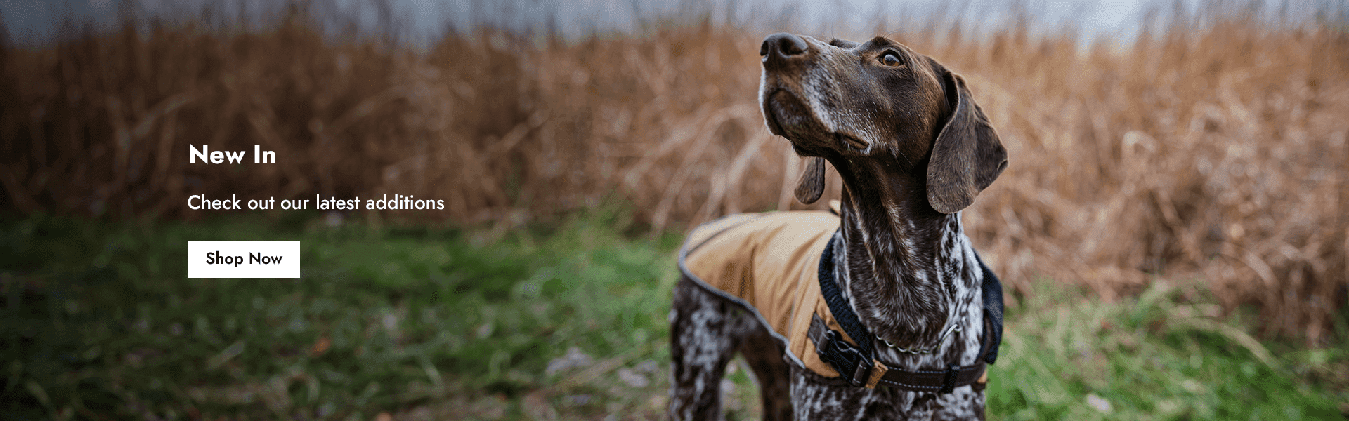 New in Stock for your four legged friend