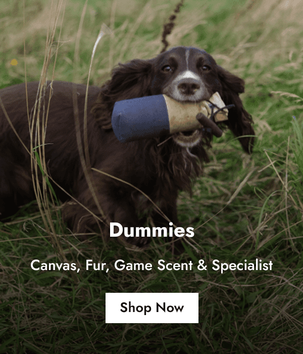 Cocker Spaniel in field holding training dummy