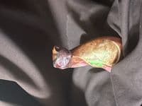 Colourful Cat Statue