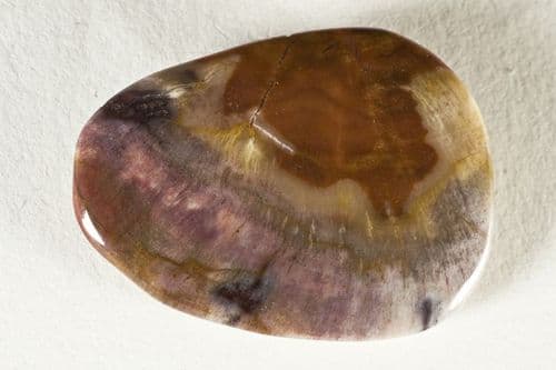 Fossil Wood (Petrified Wood) Palmstone