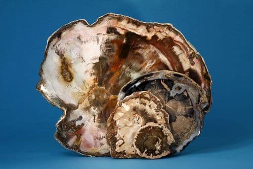 Petrified Wood, Large slice, from Madagascar