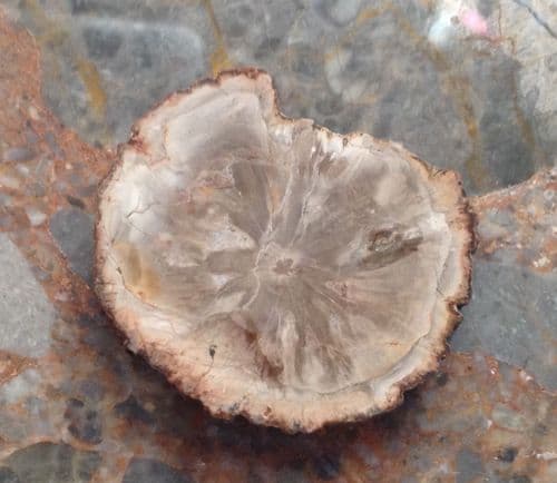 Petrified Wood, small slice, from Madagascar