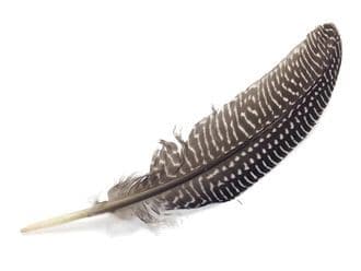 Smudging Feather, Guinea Feather (Single)