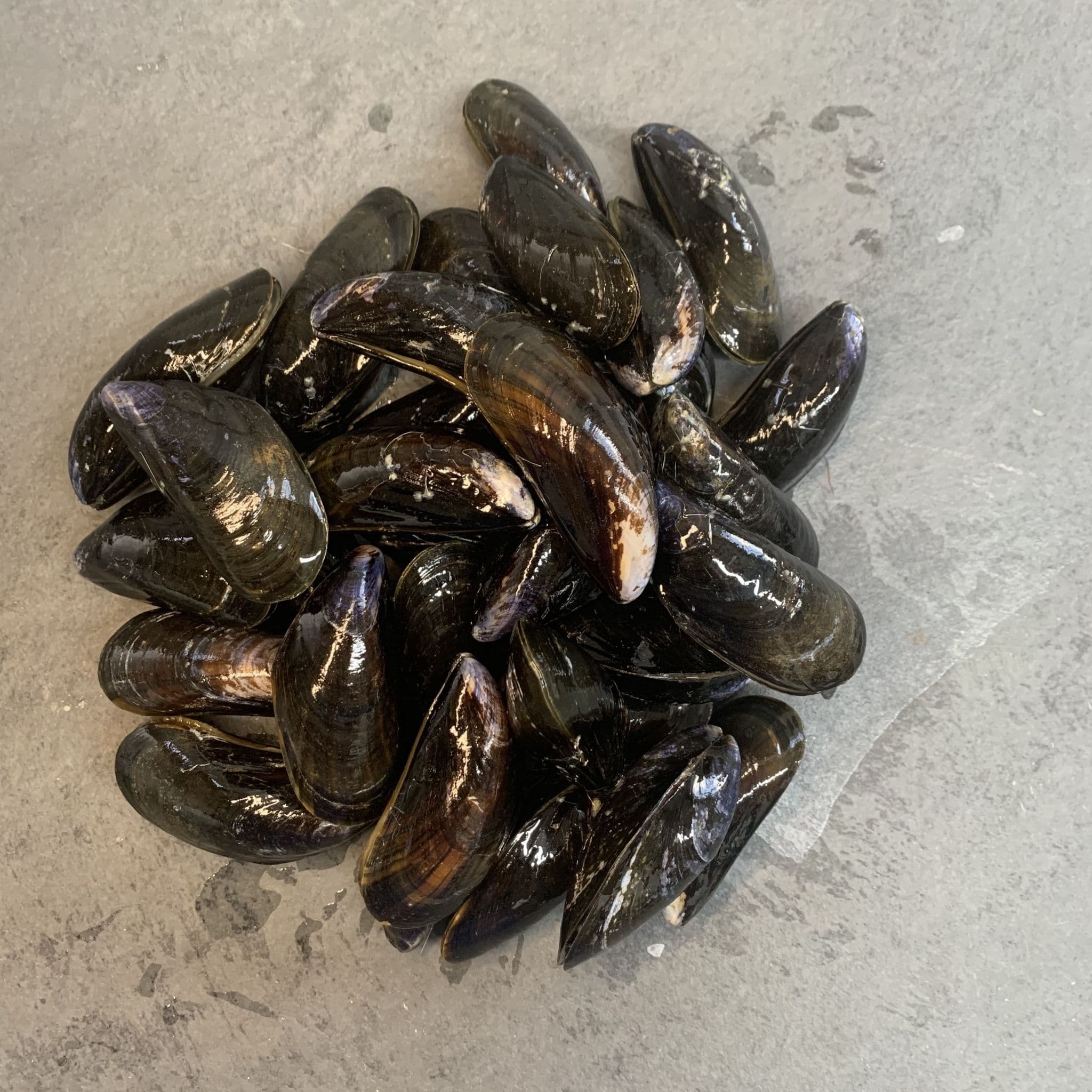 Fresh Live Mussels Delivered Order Mussels Online Hamiltons Fish