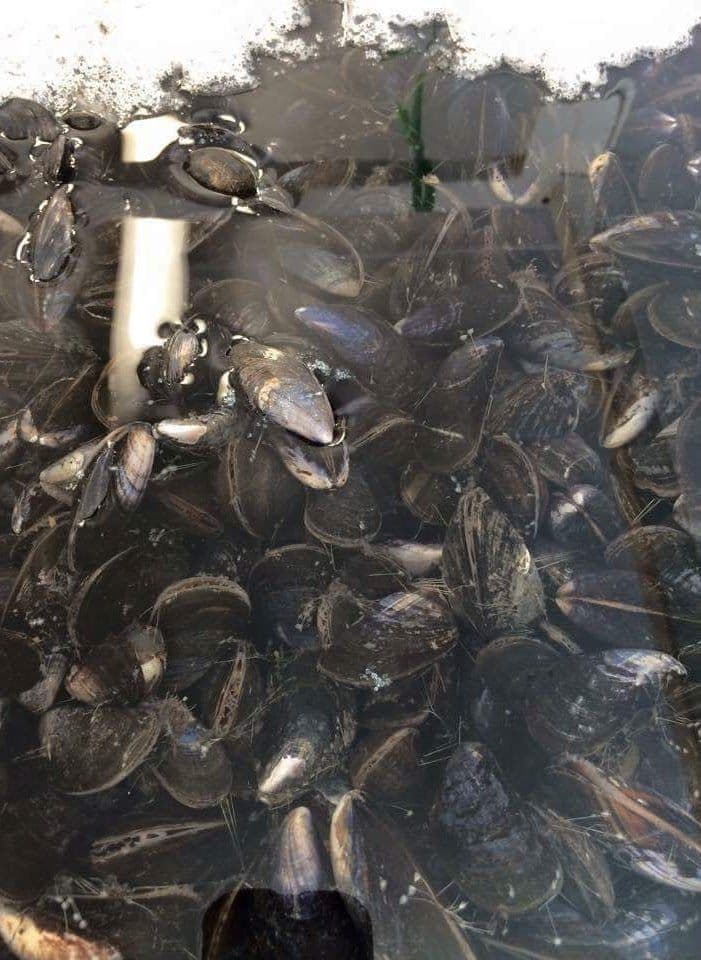 Fresh Live Mussels Delivered Order Mussels Online Hamiltons Fish