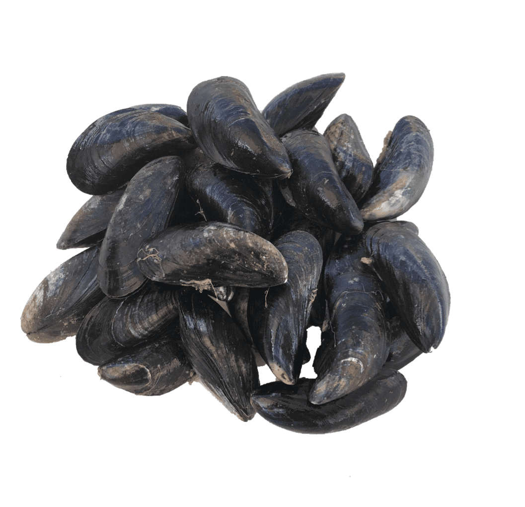 Fresh Live Mussels Delivered Order Mussels Online Hamiltons Fish