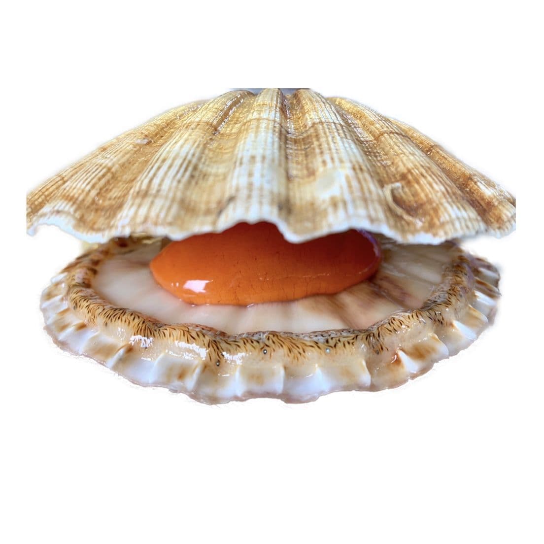 Large Scallops Delivered to your door Fresh Shell Fish Online