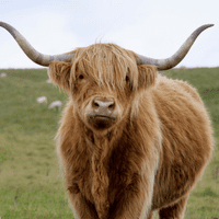 Hamish Highland Cow Sterling Silver Scottish Pendant with Cairngorm Stone 2404