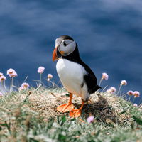Peggy Puffin Bird Pendant 2532