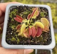3 Mini Flytrap Collection