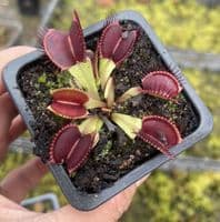 3 Mini Flytrap Collection