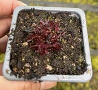 3 Mini Flytrap Collection