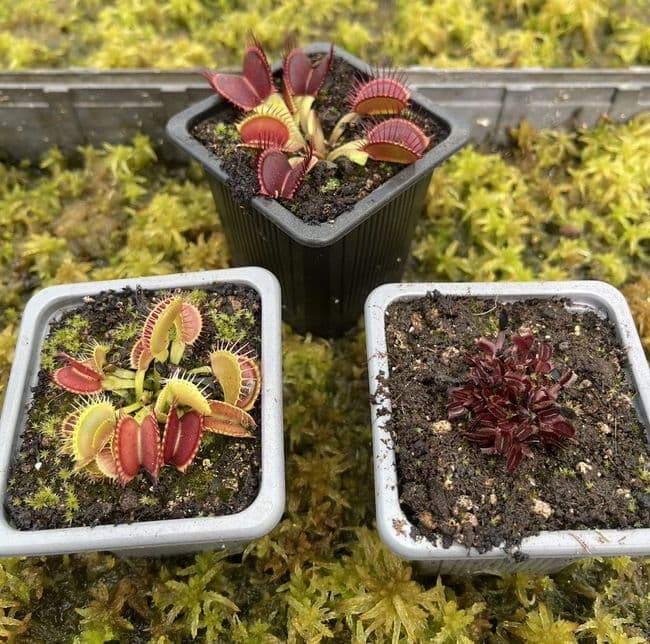 3 Mini Flytrap Collection