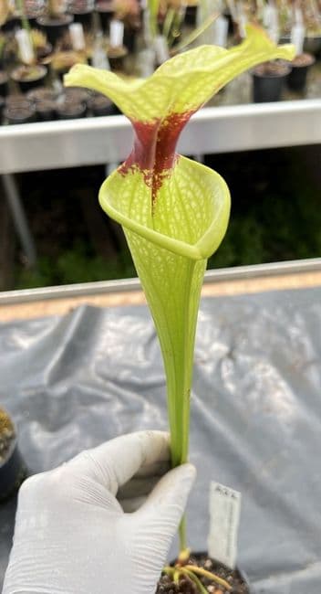 A22 G10 HC226 x S. moorei select