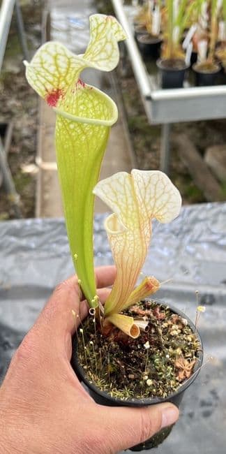 A53 H403 Select Sarracenia