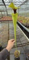 AB10 G4 H406 S.moorei select