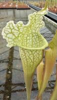 AB12 H54 Sarracenia x mitchelliana