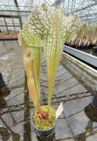 AB12 H54 Sarracenia x mitchelliana
