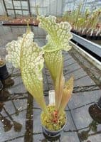 AB12 H54 Sarracenia x mitchelliana