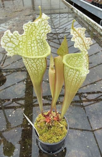 AB12 H54 Sarracenia x mitchelliana