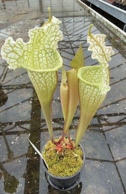 AB12 H54 Sarracenia x mitchelliana