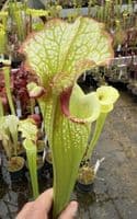 AB16 S.cv Leah Wilkerson x S.cv Juthatip Soper