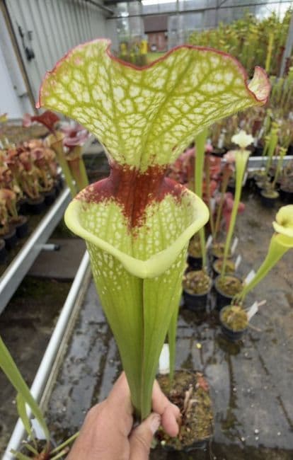 AB16 S.cv Leah Wilkerson x S.cv Juthatip Soper