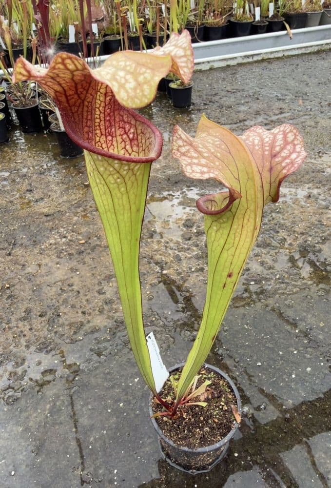 AB19 HC212 Sarracenia x Slackii