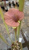 AB25 Sarracenia flava var cuprea