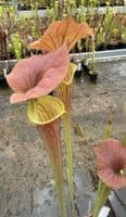 AB25 Sarracenia flava var cuprea