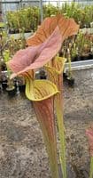 AB25 Sarracenia flava var cuprea