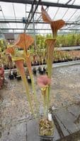 AB25 Sarracenia flava var cuprea