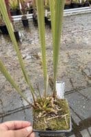 AB25 Sarracenia flava var cuprea