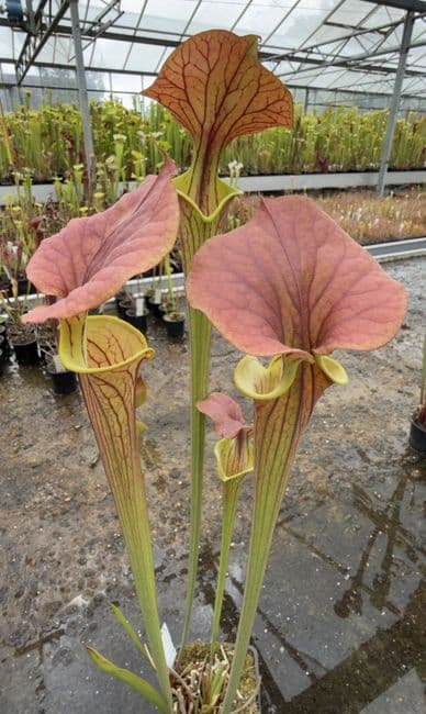 AB25 Sarracenia flava var cuprea