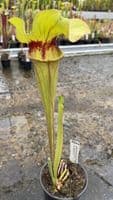 AB26 SH902 Sarracenia CV. Matt Johnson