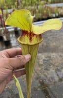 AB26 SH902 Sarracenia CV. Matt Johnson