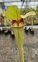 AB26 SH902 Sarracenia CV. Matt Johnson