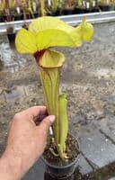 AB26 SH902 Sarracenia CV. Matt Johnson