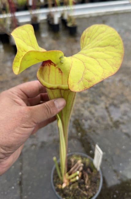 AB26 SH902 Sarracenia CV. Matt Johnson